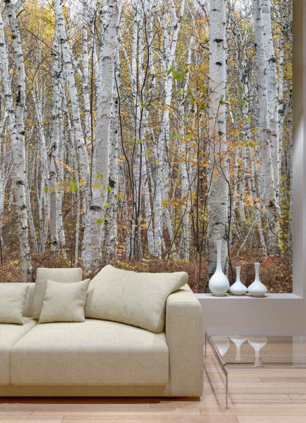 Canadian Birch Forest Wall Mural ☑️ Talissa Decor Wall Murals